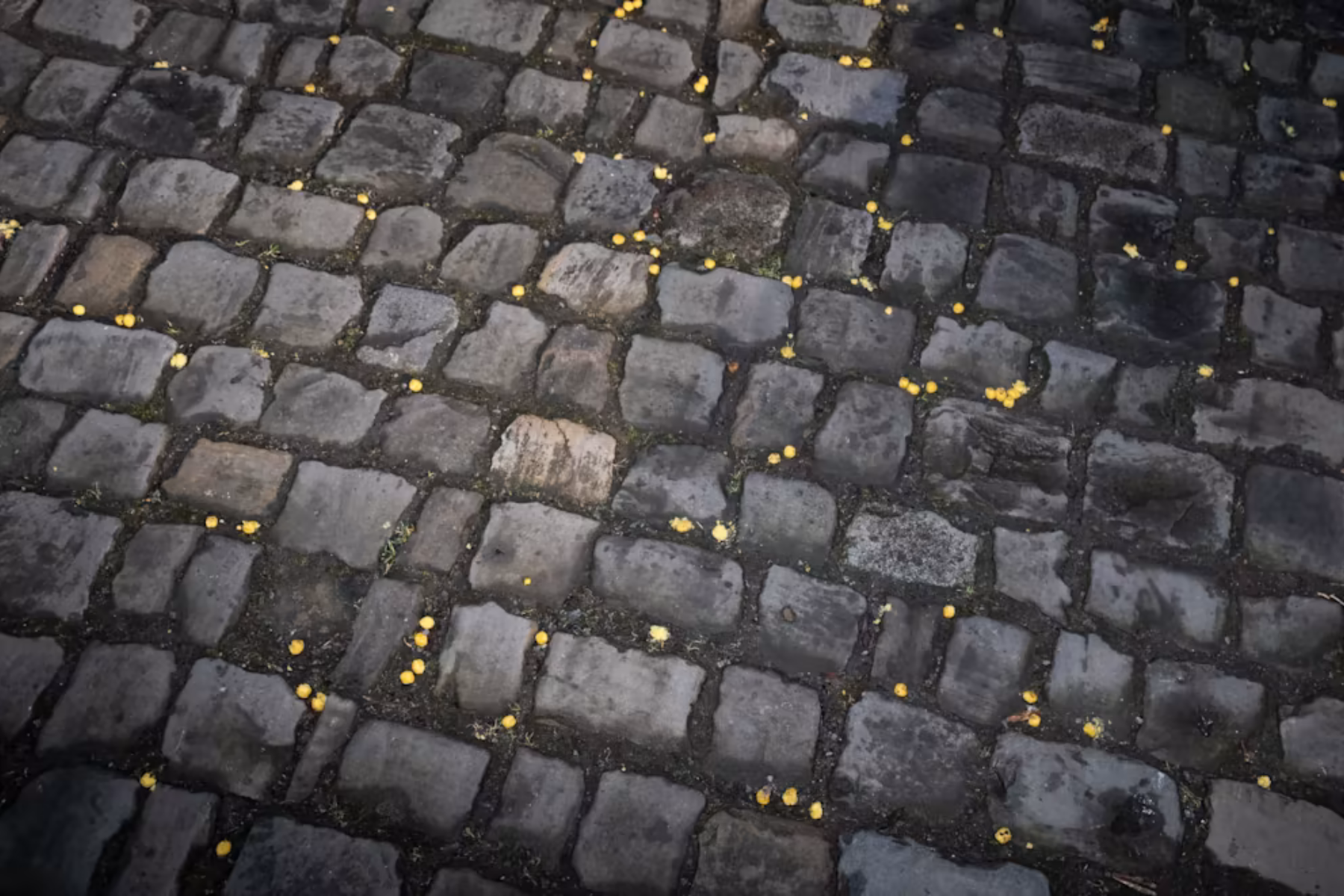 Cobbled Climbs Loyalty Program India